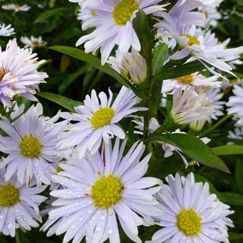 3 Asters de Nouvelle-Belgique Porzellan - Aster novi-belgii porzellan - Plantes