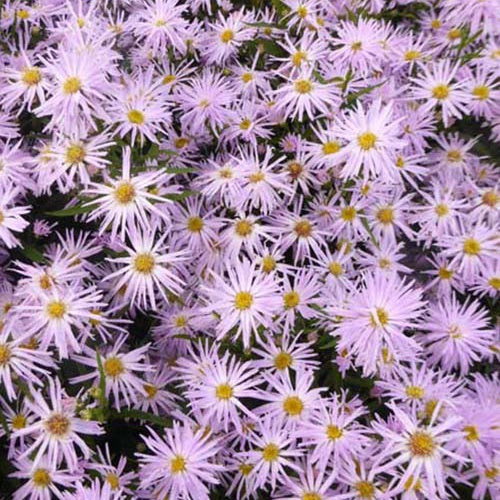 3 Asters à feuilles lisses Rosenquarz - Aster novi-belgii rosenquarz - Plantes