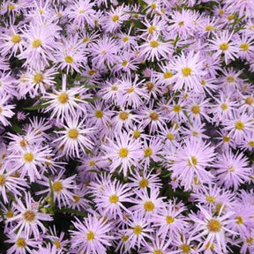 3 Asters à feuilles lisses Rosenquarz - Aster novi-belgii rosenquarz - Plantes