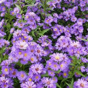 3 Asters de Nouvelle-Belgique Schöne von Dietlikon - Aster novi-belgii schöne von dietlikon - Plantes