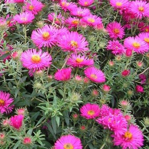 3 Asters de Nouvelle-Angleterre Septemberrubin Septembre rouge - Aster novae-angliae septemberrubin - Plantes