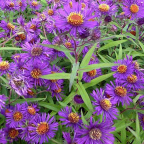 3 Asters de Nouvelle-Angleterre Violetta - Aster novae-angliae violetta - Plantes