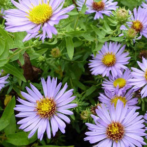 3 Asters à feuilles oblongues October Skies - Aster oblongifolius october skies - Plantes