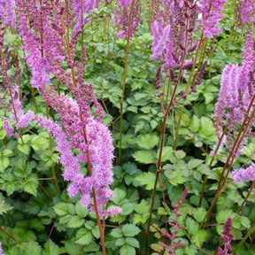 Astilbe de Chine Purpurkerze - Astilbe chinensis purpurkerze - Plantes