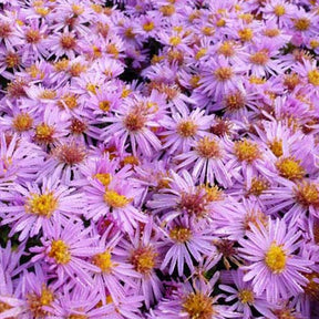 3 Asters nain Rozika - Aster dumosus rozika - Plantes