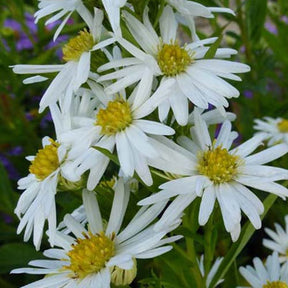 3 Asters de Nouvelle-Belgique Schneeberg - Aster novi-belgii schneeberg - Plantes