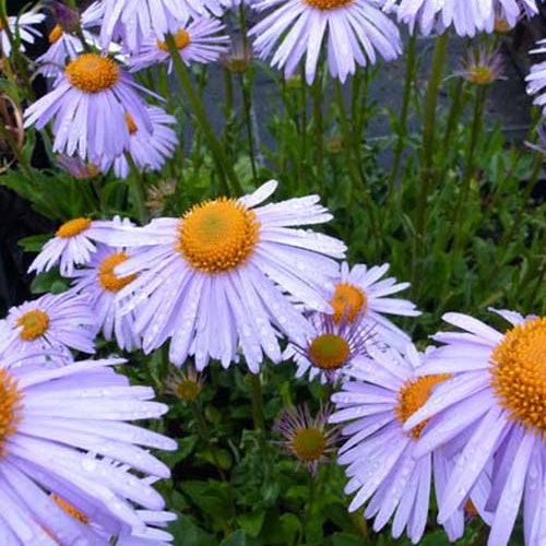 3 Asters de l'Himalaya Berggarten - Aster tongolensis berggarten - Plantes