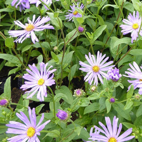 3 Asters de Thomson Marguerites d'automne Thomsonii - Aster thomsonii - Plantes