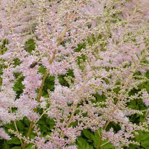 Astilbe thunbergii Moerheimii - Astilbe thunbergii moerheimii - Plantes