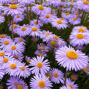 3 Asters de l'Himalaya Napsbury - Aster tongolensis napsbury - Plantes