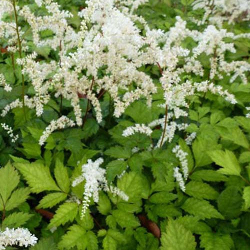 Astilbe de Chine Prof. van der Wielen - Astilbe thunbergii prof. van der wielen - Plantes