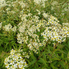 3 Faux-Asters à ombelles Asters en plateaux - Doellingeria umbellata - Plantes