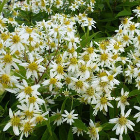 3 Faux-ater à ombelle Weisser Schirm Asters en plateaux - Aster umbellatus weisser schirm - Plantes