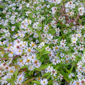 3 Asters changeant Altweibersommer Marguerites d'automne - Aster x versicolor altweibersommer - Plantes