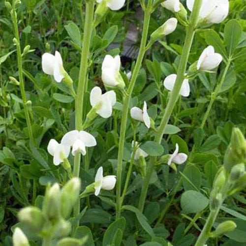 Podalyre Alba - Baptisia australis alba - Plantes