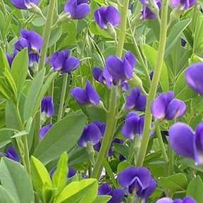 Faux-indigo Caspian Blue Faux-lupin Caspian Blue - Baptisia australis caspian blue - Plantes