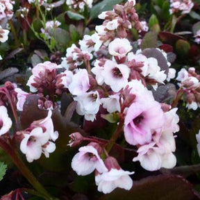 Bergénia Dragonfly Angel Kiss - Bergenia angel kiss dragonfly angel kiss - Plantes