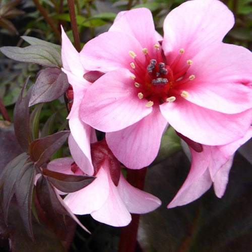 Bergénia Dragonfly Sakura Plante des savetiers Sakura - Bergenia sakura dragonfly sakura - Plantes