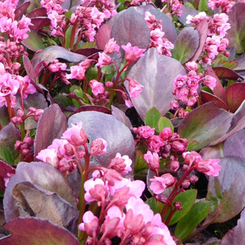 Bergénia Flirt Plante des savetiers Flirt - Bergenia flirt - Plantes