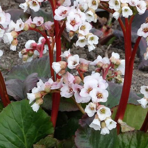 Bergénia Jelle Plante des savetiers - Begonia belleconia™  snow ( belleconia™ series ) - Plantes