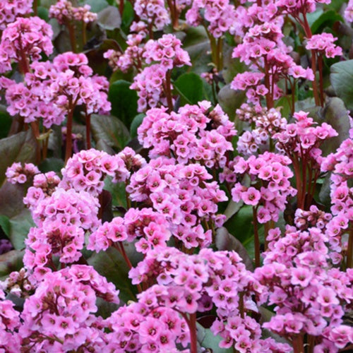 Bergénia Spring Fling Plante des savetiers Spring Fling - Bergenia spring fling - Plantes