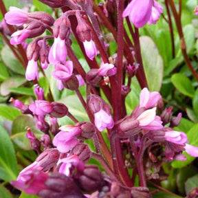 Bergénia Wintermärchen Plante des savetiers Wintermärchen - Bergenia wintermärchen - Plantes