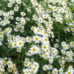 3 Boltonies faux-Aster Snowbank - Boltonia asteroides snowbank - Plantes