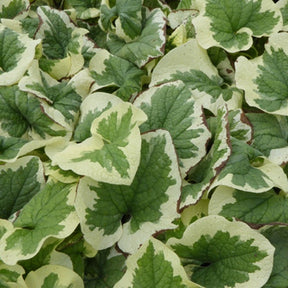 Myosotis du Caucase Dawson's White - Brunnera macrophylla dawsons white - Plantes