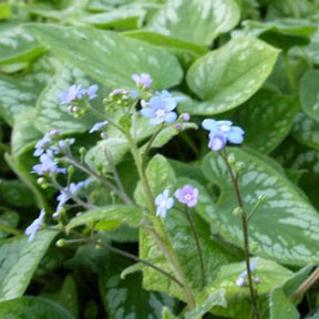 Myosotis du Caucase Emerald Mist - Brunnera macrophylla emerald mist - Plantes