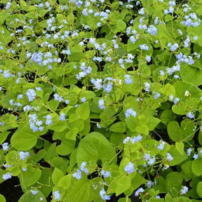 Myosotis du Caucase Green Gold - Brunnera macrophylla green gold - Plantes