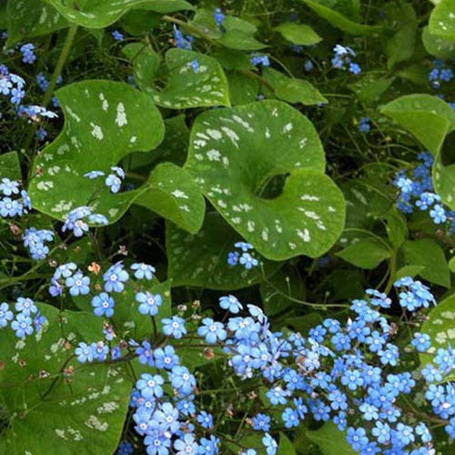 Myosotis du Caucase Langtrees - Brunnera macrophylla langtrees - Plantes