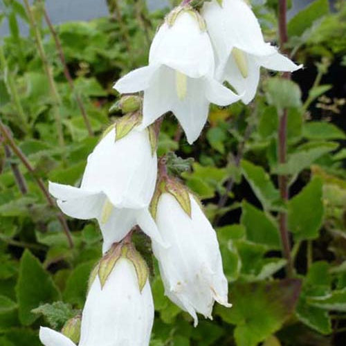 3 Campanules à feuilles d'alliaire - Campanula alliariifolia - Plantes