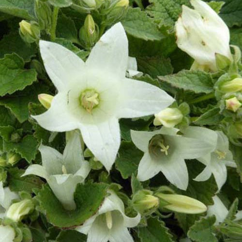 Campanule à feuilles d'alliaire Snow Dune - Campanula alliariifolia snow dune - Plantes