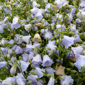 Campanule fluette Elizabeth Oliver - Campanula cochleariifolia elizabeth oliver - Plantes