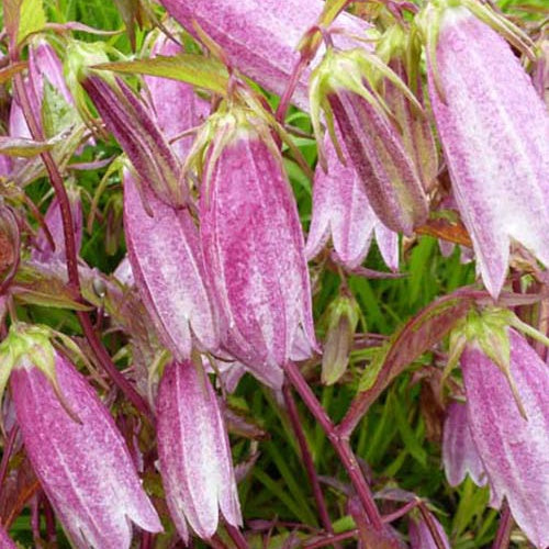 Campanule hybride Elizabeth - Campanula elizabeth - Plantes