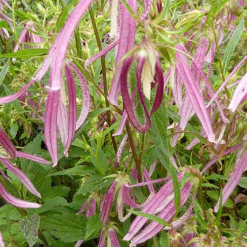 Campanule Pink Octopus - Campanula pink octopus - Plantes