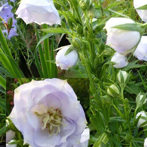 Campanule à feuille de pêcher La Bello - Campanula persicifolia la bello - Plantes