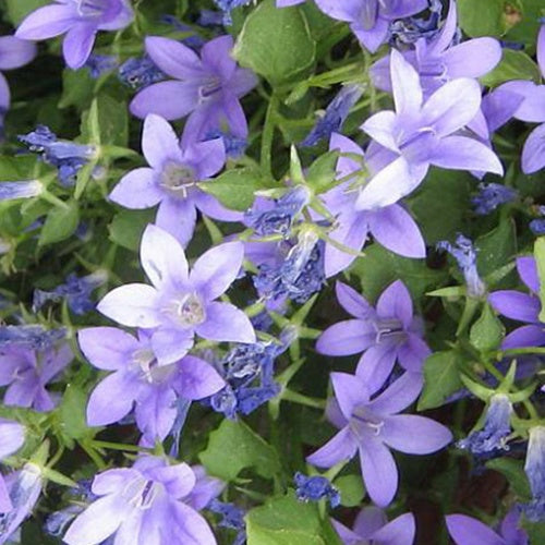 Campanule laiteuse Pouffe - Campanula lactiflora pouffe - Plantes