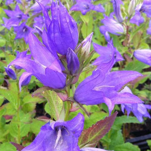 Campanule à larges feuilles Macrantha - Campanula latifolia var. macrantha - Plantes