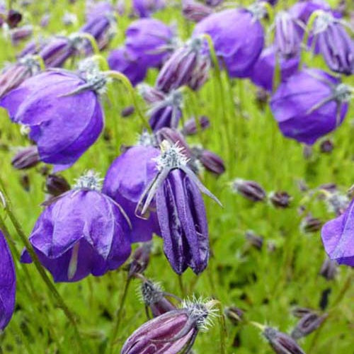 Campanule hybride G.F. Wilson - Campanula x pulloides g.f. wilson - Plantes