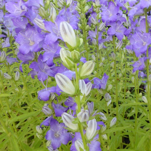 Campanule à feuille de pêcher Highcliffe - Campanula persicifolia highcliffe - Plantes