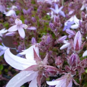 3 Campanules des murets Lisduggan Variety - Campanula poscharskyana lisduggan variety - Plantes