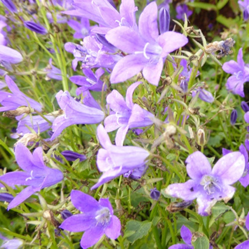 Campanule des murailles Resholt Variety - Campanula portenschlagiana resholt variety - Plantes