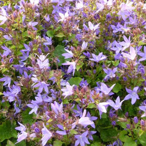 3 Campanules des murets Trollkind - Campanula poscharskyana trollkind - Plantes