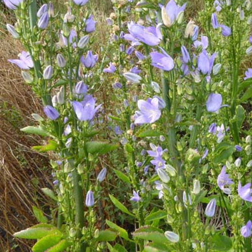 3 Campanules pyramidale - Campanula pyramidalis - Plantes