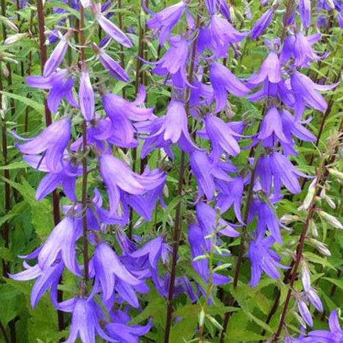 3 Campanules fausse raiponce - Campanula rapunculoides - Plantes