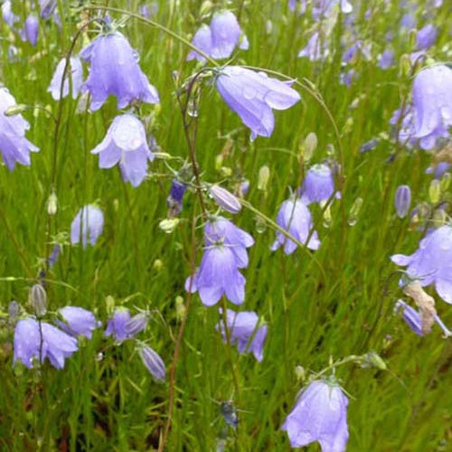 3 Campanules à feuilles rondes - Campanula rotundifolia - Plantes