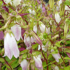 Campanule de Corée - Campanula takesimana - Plantes