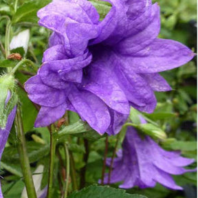 Campanule à feuilles d'ortie Bernice - Campanula trachelium bernice - Plantes