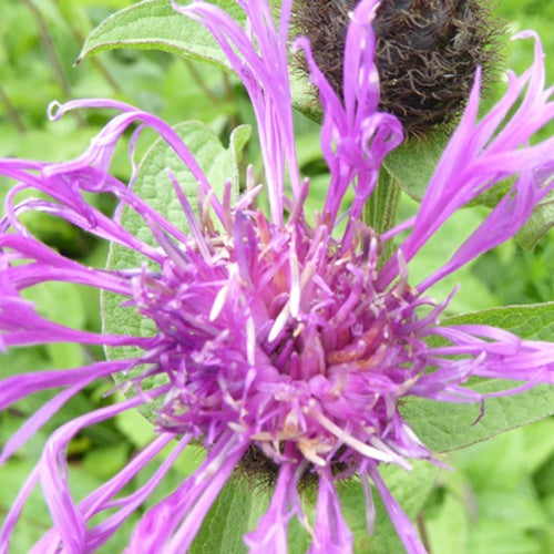 Centaurée hybride Caramia Centaurée récurvée rose - Centaurea caramia - Plantes